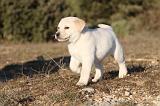 LABRADOR 685